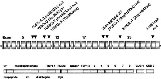 Fig. 3. Location of ADAMTS13 mutations. / ADAMTS13 domain structure according to Zheng et al.17 The position of mutations is marked by arrowheads. Frequencies more than 1 are given after the designation.