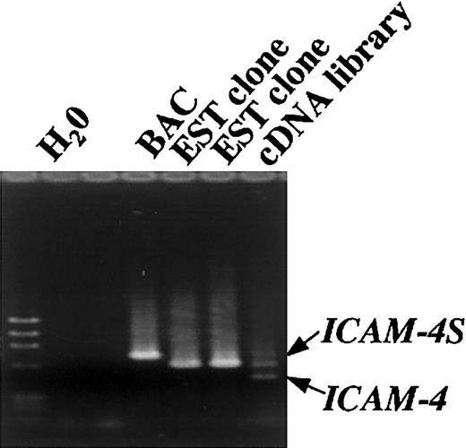 Fig. 1. PCR analysis of ICAM-4 in spleen cDNA library and BAC and EST clones. / Mouse spleen cDNA library and EST clones W98798 and AA050210 were screened using primers binding to the 3′ end of exon 1 and the 3′ end of exon 3. The coding sequence of murine ICAM-4 gene was amplified from BAC clone RP23-37F10 using primers binding to the 3′ end of exon 1 and the 3′ end of exon 3.