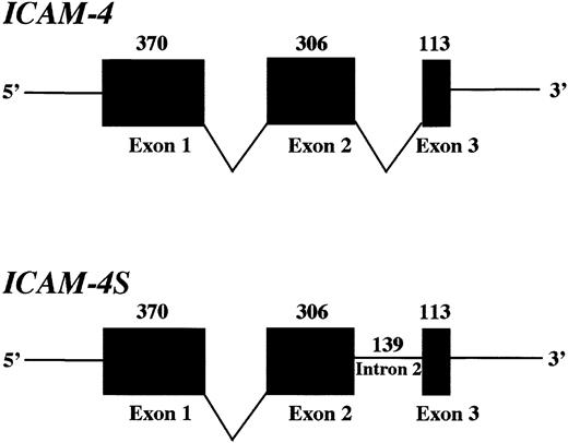 Fig. 2. mRNA splice variants of mouse ICAM-4gene. / Depiction of the 2 mRNA species of ICAM-4. Vertical bars represent the 3 exons with the size of each exon shown above the bar. Sizes of the first and third exons indicate the number of bases in coding sequence only. Intron 1, containing 113 bases, is spliced out in both isoforms, while intron 2 is excluded in ICAM-4 and included in ICAM-4S mRNA.