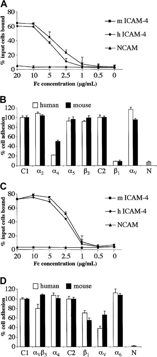 Fig. 3. Human hematopoietic and nonhematopoietic cell lines adhere to mouse or human ICAM-4 with similar avidity. / Adhesion to mouse and human ICAM-4 is mediated by α4β1 integrin on hematopoietic cells and by αV integrins on nonhematopoietic cells. (A) Adhesion of Mn2+-activated HEL cells to mouse (m) or human (h) ICAM-4–Fc or NCAM-Fc control protein. The results are the percentage of total input cells bound ±SD (n = 3). Dilution analysis was performed and the concentrations of protein applied to microplate wells are indicated as abscissa. (B) Adhesion of Mn2+-activated HEL cells to mouse or human ICAM-4–Fc or NCAM-Fc control protein in the presence of function-blocking antibodies against integrin α or β subunits. The fusion proteins were applied at a concentration of 10 μg/mL. Results are shown as the percentage of total input cells bound relative to binding to control antibody ±SD (n = 6). Adhesion in the presence of mouse IgG1 (C1) or rat IgG (C2) control antibodies is shown as 100% (actual values obtained were in the range of 42%-50% or 55%-60% adhesion of input cells to human or mouse ICAM-4–Fc, respectively). Percent adhesion in the presence of mouse antibodies against α2, α4, α5 or β3, or rat antibodies against β1 or αV subunits is shown. N indicates percent adhesion to NCAM-Fc control protein in the absence of antibody. (C) Adhesion of PMA+Mn2+-activated FLY cells to mouse (m) or human (h) ICAM-4–Fc or NCAM-Fc control protein. The results are the percentage of total input cells bound ±SD (n = 3). Concentrations of protein applied to microplate wells are indicated as abscissa. (D) Adhesion of PMA+Mn2+-activated FLY cells to mouse or human ICAM-4–Fc or NCAM-Fc control protein in the presence of function-blocking antibodies against integrin α or β subunits. Fusion proteins were applied at a concentration of 10 μg/mL. Results are shown as the percentage of total input cells bound relative to binding to control antibody ±SD (n = 6). Adhesion in the presence of mouse IgG1 (C1) or rat IgG (C2) control antibodies is shown as 100% (actual values obtained were in the range of 65%-75% or 76%-80% adhesion of input cells to human or mouse ICAM-4–Fc, respectively). Percent adhesion in the presence of mouse antibodies against αVβ5 integrin complex, α4subunit or rat antibodies against β1, αV, or α6 subunits is shown. N indicates percent adhesion to NCAM-Fc control protein in the absence of antibody.