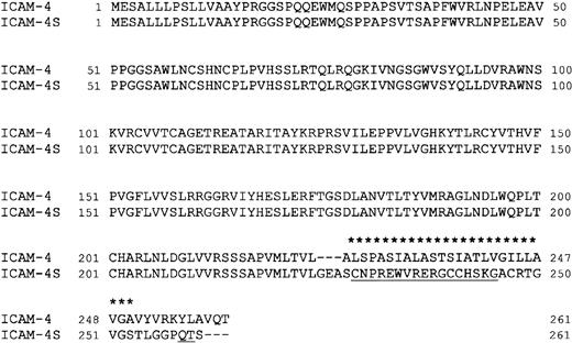 Fig. 4. Alignment of ICAM-4 and ICAM-4S amino acid sequences. / Hydrophobic residues in ICAM-4 are starred; hydrophilic residues in ICAM-4S are underlined. The junction between the extracellular and transmembrane domains of ICAM-4 is amino acid residue 251.
