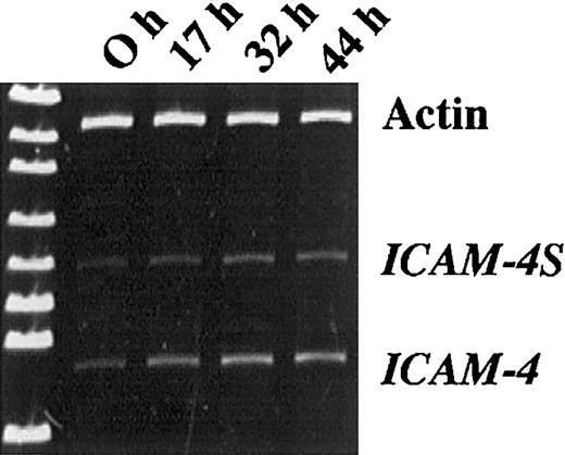 Fig. 5. Erythroblasts express 2 isoforms of ICAM-4. / RT/PCR analysis of mRNA isolated from erythroblasts obtained from Friend virus–infected mice and further differentiated in culture. Using primers binding to exon 1 and exon 3, products of 594 bp and 456 bp were amplified. At the 0 hour initiation of culture, cells were 98% proerythroblasts. After 44 hours in culture, cells were well hemoglobinized. Actin was amplified at each time point so that densitometry measurements of ICAM-4 and ICAM-4S could be normalized to actin. Normalization ratios for ICAM-4/actin were 0.189, 0.326, 0.513, and 0.484 for 0, 17, 32, and 44 hours, respectively. Normalization ratios for ICAM-4S/actin were 0.103, 0.133, 0.231, and 0.247 for 0, 17, 32, and 44 hours, respectively.