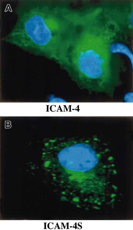 Fig. 6. Expression of GFP ICAM-4 and ICAM-4S fusion constructs in transfected COS-7 cells. / COS-7 cells were transfected with a GFP ICAM-4 or a GFP ICAM-4S fusion construct, fixed with 4% paraformaldehyde, and visualized using a Zeiss Axiovert 135 microscope with a 63 × 1.25 oil immersion objective. ICAM-4 (green) localized to the plasma membrane and cytoplasm (A). In contrast, ICAM-4S (green) was predominantly present in bright foci within the cytoplasm (B). Blue is DAPI (4′,6-diamidine-2′-phenylindole dihydrochloride) stain of nucleus.