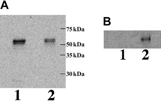 Fig. 7. Western blot analysis of ICAM-4 in transfected COS-7 cells and culture supernatant. / COS-7 cells were transfected with a GFP ICAM-4 or a GFP ICAM-4S fusion construct. Whole cell lysates (A) and TCA-precipitated proteins from tissue culture supernatants (B) were analyzed by immunoblots of 7% acrylamide gels probed with anti-GFP. ICAM-4 (lane 1); ICAM-4S (lane 2).