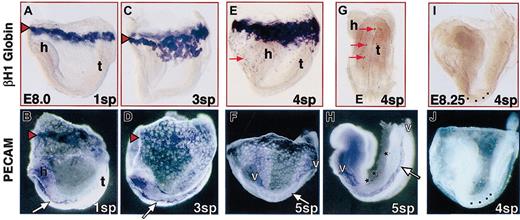 Fig. 1. Asymmetric blood formation and first blood flow in early somite pair embryos. / In rodents, the embryo proper develops within the amnionic sac, which itself is within the yolk sac. In this figure, the yolk sac was photographed with the embryo proper inside, except for panels D and I, where the embryo proper was dissected free of amnion and yolk sac. (Top row) Blood flow was monitored by the redistribution of yolk sac–derived primitive erythroblasts detected by in situ hybridization to the embryonic-specific βH1 globin mRNA. (Bottom row) Endothelial development was delineated by PECAM immunohistochemistry. No staining was seen in stage-matched negative controls of in situ hybridization or immunohistochemistry (see panels I and J for examples). (A-B) At 1 sp, red blood cells were restricted to blood islands (red arrowheads) in the proximal region (farthest from the embryo proper), where vascular development was most prominent. The yolk sac vascular plexus centered at the blood islands and the embryo proper aortae (arrow) had begun to form (h indicates head; t, tail). (C-D) By 3 sp, blood was still restricted to the proximal yolk sac, whereas vascular development had spread throughout the yolk sac, and extended aortic tubes were visible (arrow). (E-G) At 4 sp, the first few dispersed red blood cells were observed (red arrow) in the distal yolk sac (E) and in the embryo proper (G). At this stage, a well-developed vascular plexus extended throughout the distal yolk sac (F), forming the vitelline connections (v) with the vasculature of the embryo proper (H). Stars in panel H indicate sections of the forming cardinal vein. Somite pairs in panels I and J are marked with small squares. Original magnification A-J, × 75.