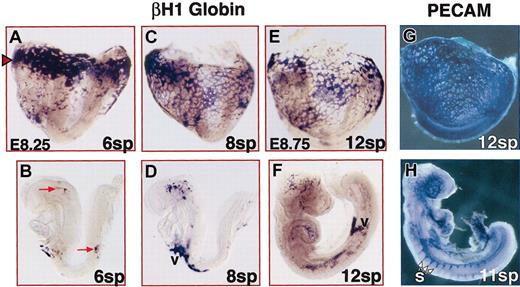 Fig. 2. Limited blood flow in E8.25 to E8.75 embryos. / In the top row, embryos proper and yolk sacs remain attached. In the bottom row, embryos proper were dissected free of extraembryonic tissues. Before 8 sp, an embryo proper is initially curved with its back arched. From 8 to 12 sp, the embryo proper then turns into the more traditional fetal position. Distribution of βH1 globin mRNA-containing erythroblasts was detected by in situ hybridization (A-F), and distribution of PECAM-expressing endothelial cells was detected by immunohistochemistry (G-H). (A-B) At 6 sp, most of the red blood cells were in the yolk sac and particularly concentrated at the proximal edge (red arrowhead). The few erythroblasts (red arrows) in the embryo proper were seen in the head and aorta. (C-D) At 8 sp, more red blood cells were seen throughout the yolk sac and within the aorta and head regions. (E-H) By 12 sp, while most blood was still in the yolk sac, increased numbers of red blood cells were seen in the embryo proper and were found throughout the length of the aortae. However, blood was not seen throughout the entire embryonic endothelial network (compare panels F and H). For example, blood was rarely seen in the intersomitic arteries (s) that were observed at this time. v indicates vitelline connections of yolk sac and embryo proper vasculature. Original magnification A-D, × 75; E-H, × 50.