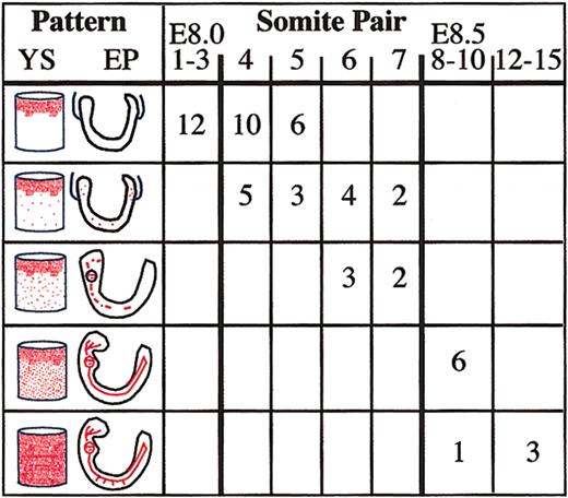 Fig. 3. Highly regulated timing of initial stages of blood flow in murine embryos. / Individual embryos were divided into 5 groups based on their yolk sac (YS) and embryo proper (EP) red blood cell patterns (indicated in red). The somite pair range of embryos that had each pattern is indicated.