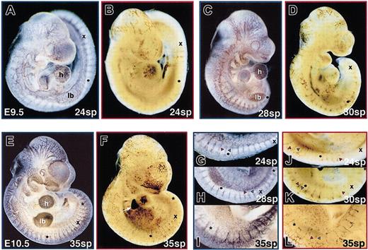 Fig. 5. Distribution of red blood cells throughout the embryo proper vasculature occurs by 35 sp (E10.5). / The pattern of the embryo proper endothelial and red blood cell distribution was visualized in stage-matched embryos by PECAM immunohistochemistry (A, C, E, G-I) and o-dianisidine staining of hemoglobin (B, D, F, J-L), respectively. To facilitate comparison, the 12th sp is indicated by a dot, the 20th sp by the letter x, and the 25th sp by a star (h indicates heart ventricle; lb, limb bud). (A, C, E) The extensive arborized vascular network evident in the head and ventricle and between the somite pairs at E9.5 (24 sp) became progressively more complex by E9.75 (28 sp) and E10.5 (35 sp). (B, D, F) Red blood cells initially more concentrated in a subset of vessels at 24 sp became more evenly dispersed by 35 sp. Additionally, high levels of hemoglobin-containing cells were seen in the fetal liver (arrow) as it became the primary site of hematopoiesis by E10.5. (G-L) Along the back, paired intersomitic arteries and veins meet at capillary networks of increasing complexity between somite pairs during this time period. Initially, red blood cells were observed in paired intersomitic vessels in the anterior back, at mid positions in deeper arteries only, and not at all between posterior somite pairs. By 35 sp, red blood cells had penetrated intersomitic vasculature throughout the back. Red and blue arrowheads indicate intersomitic arteries and veins, respectively. Original magnifications A-F, × 20; G-L, × 50.