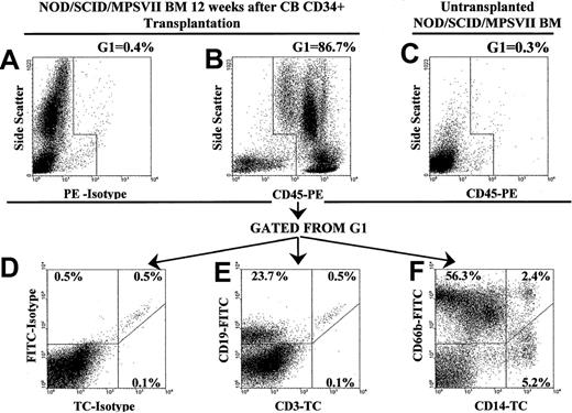 Fig. 2. Transplantation of human CD34+ cells into NOD/SCID/MPSVII mice led to engraftment of both lymphoid and myeloid lineages. / Bone marrow from a NOD/SCID/MPSVII mouse 12 weeks after the transplantation of 5 × 105 CD34+ cells from human cord blood was analyzed by flow cytometry. (A) A gate (G1) was drawn to exclude most of the positive cells in a sample stained with an isotype control for an antihuman CD45 antibody. (B) Staining for human CD45 showed 86.7% of bone marrow cells to fall within G1. Such positive cells were gated to the lower set of plots for analysis with additional lineage markers and isotype controls. (C) The specificity of the antibody used against human CD45 was demonstrated by a lack of staining of bone marrow from a NOD/SCID/MPSVII mouse that did not receive a transplant. (D) Human CD45+ cells gated from G1 exhibited minimal staining with isotype control antibodies for lineage markers. (E) A human CD19+ population but no human CD3+ cells were seen in G1-gated human CD45+cells. (F) Several populations expressing either human CD66b alone, human CD14 alone, or both markers together were evident in G1-gated human CD45+ cells.