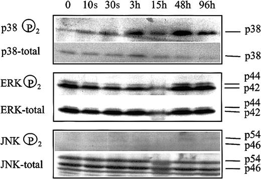 Fig. 5. Changes in MAP kinase phosphorylation patterns following apicidin treatment of K562 cells. / Cells were treated with 0.5 μM apicidin for the various times indicated and harvested, and 20 μg cell lysate was subjected to Western blot analysis by using specific antibodies against phosphorylated p38, ERK1/2, and JNK1/2, respectively. Blots were stripped and reprobed with pan antibodies against p38, ERK1/2, and JNK1/2, referred to as total in the figure. Lower panel shows HbF synthesis during the course of the experiment. Similar results were obtained in a second series of experiments.