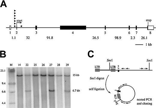 Fig. 1. Genomic structure of mouse. / Evi3 and AKXD27 tumor analysis. (A) Genomic organization of Evi3. Exons are indicated as boxes; open boxes are 5′ or 3′ untranslated regions, whereas filled boxes are coding. Introns are indicated by lines between the exons, and intron sizes are given below. The exons are numbered below the boxes, and relative sizes of exons are drawn to scale. The sizes of the introns are not drawn to scale. The position of 8 retroviral integrations are depicted as filled arrowheads, with the arrow indicating the orientation relative to the Evi3 gene. (B) Southern blot analysis of SacI-digested genomic DNA from 7 AKXD27 tumors, hybridized with an Evi3-specific probe. A 15-kb germ line band is seen in all lanes, and a 6.7-kb band resulting from clonal viral integration is seen from tumors 22, 27, and 29. (C) Strategy for IPCR cloning of genomic sequence flanking the retroviral insertion sites, with the use of SacI-digested DNA and Evi3genomic nested primers (arrows).