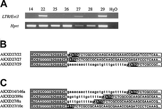 Fig. 2. The 3′ LTR-driven expression of. / Evi3. (A) RT-PCR analysis of RNA from the 7 AKXD27 tumors. One primer is located in the 3′ LTR sequence, and the other in exon 4 of Evi3. Hprt primers were included as a control for reverse transcription (lower panel). (B) Part of the sequence from the amplification products in panel A, showing the transition between LTR (shading) and intron 1 (small letters) and/or exon 2 (boxed capital letters). The ATG start codon is in reverse boldface. The RT-PCR sequence is identical to the sequence cloned by IPCR except that the RT-PCR product lacks introns 2 and 3. (C) Genomic sequence data from 4 previously cloned Evi3 integrations, showing the LTR/intron/exon transitions.