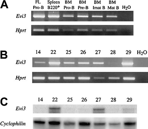 Fig. 3. Evi3 expression in AKXD27 tumors and normal B cells. / (A) RT-PCR analysis of normal Evi3 expression in different B-cell subsets (upper panel). Exon 3 and exon 4 primers were used. FL indicates fetal liver; BM, bone marrow. Pro-B indicates IgM−IgD−CD43+B220+cells; Pre-B, IgM−IgD−CD43−B220+cells; Imat B (immature B), IgM+IgD− cells; Mat B (mature B), IgM+IgD+ cells. Lower panel shows the result from using Hprt control primers. (B) RT-PCR analysis of Evi3 expression in the 7 AKXD27 tumors. Upper panel shows the results from RT-PCR with 2 Evi3 primers as in panel A. The lower panel shows the results of RT-PCR withHprt control primers. (C) RNase-protection analysis of RNA from the 7 AKXD27 tumors with an Evi3-specific probe (upper panel) or an internal control probe (Cyclophilin, lower panel). For clarity, only the protected bands are shown.