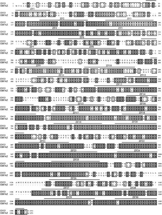 Fig. 4. ClustalW alignment of EVI3 and EBFAZ protein sequences. / Identities or similarities are boxed; identities are dark shaded and similarities are light shaded. The positions of the conserved 30 zinc fingers, from the first cysteine to the last histidine, are indicated above the sequence (ZF1-ZF30).