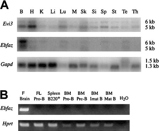 Fig. 5. PolyA Northern blot analysis of. / Evi3 and Ebfaz expression and Ebfaz RT-PCR. (A) Upper panel shows the results from Northern hybridization with a 3′ UTR Evi3probe. Middle panel shows the results from hybridization with a 3′ UTREbfaz probe. The lower panel shows Gapdexpression. B indicates brain; H, heart; K, kidney; Li, liver; Lu, lung; M, muscle; Sk, skin; Si, small intestine; Sp, spleen; St, stomach; Te, testis; and Th, thymus. (B) Upper panel shows RT-PCR analysis of Ebfaz expression. One primer was inEbfaz exon 3, and the other was at the transition between exons 4 and 5. F Brain indicates fetal brain; FL, fetal liver; BM, bone marrow; Pro-B, IgM−IgD−CD43+B220+cells; Pre-B, IgM−IgD−CD43−B220+cells; Imat B (immature B), IgM+IgD− cells; and Mat B (mature B), IgM+IgD+ cells. Lower panel shows the result from using Hprt control primers.