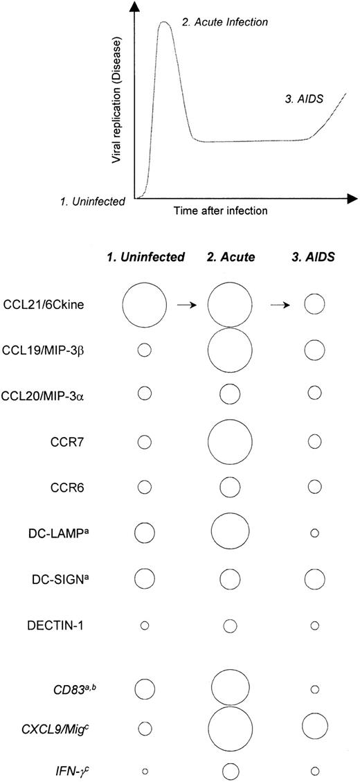 Fig. 6. Summary of HIV/SIV-induced alterations in chemokine, chemokine receptor, and DC marker expression. / Relative levels of expression of the genes listed to the left, during health and states of high viral replication, are schematically represented by the sizes of the circles. Also indicated are changes in lymphoid tissue gene expression supported by previously published reports: (a) Lore et al,31 (b) Zimmer et al,30 (c) Reinhart et al.33
