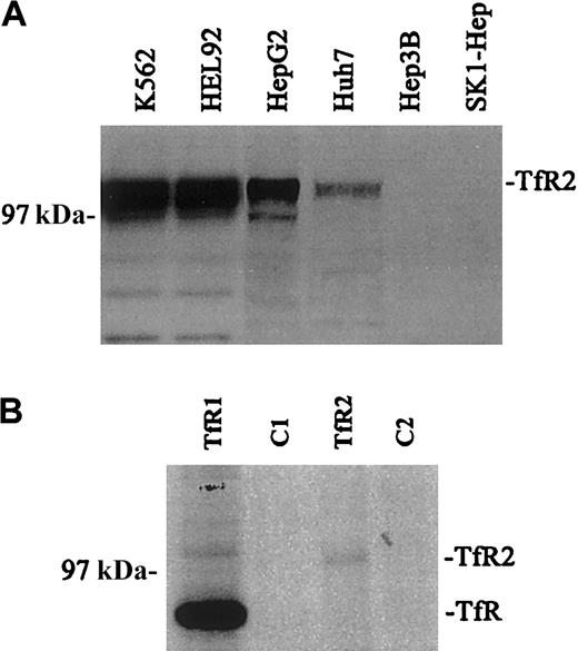 Fig. 1. Expression of TfR and TfR2. / (A) The relative amounts of TfR2 were visualized in a variety of human cell lines by Western blots. Equal amounts of cell extracts (25 μg) were loaded onto gels and subjected to SDS-PAGE. TfR2 was detected with the mouse monoclonal antibody to human TfR2 (9F8 1C11) followed by a goat antimouse/horseradish peroxidase (HRP) secondary antibody. All blots were developed by chemiluminescence (Pierce): K562, HEL 92 (erythroid leukemia), HepG2, Huh7, Hep 3B, and SK-1 Hep (hepatoma). The TfR2 signal produces multiple bands between 97 and 105 kDa. (B) Quantitative immunoprecipitation of TfR and TfR2. K562 cells were labeled overnight with 50 μCi (1.85 MBq) 35S-methionine, lysed, and quantitatively immunoprecipitated with either a sheep antihuman TfR serum and protein A–Sepharose (Pharmacia) (TfR); cell extract and protein A–Sepharose as a control (C1); the TfR2 monoclonal antibody (9F8 1C11) and rabbit anti–mouse IgG–coated protein A–Sepharose (TfR2); or cell extract and rabbit antimouse coated protein A–Sepharose as a control (C2). Immunoprecipitated proteins were eluted with 2 × Laemmli buffer, run on an SDS-8% polyacrylamide gel, dried, and exposed to film. The relative amount of radioactivity in each band was determined by PhosphorImager analysis correcting for the Met/Cys content of each TfR. Reimmunoprecipitation of the supernatants of the immunoprecipitates showed that all of TfR and TfR2 were bound in the first immunoprecipitation (results not shown).