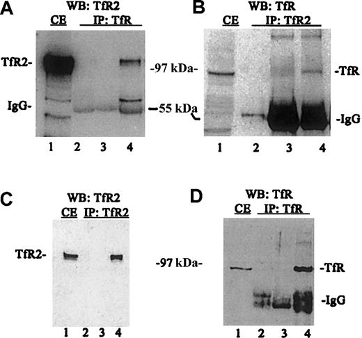 Fig. 2. TfR and TfR2 are associated in vitro. / Cell extracts from K562 cells were solubilized (1 × 107cells/mL) as described in “Materials and methods,” immunoprecipitated, subjected to SDS-PAGE, transferred to nitrocellulose, and immunodetected using TfR (WB:TfR) and TfR2 antibodies (WB:TfR2). (A) K562 cell extracts (50 mL) were immunoprecipitated with a sheep antihuman TfR antiserum and S aureus (IP:TfR), and detected by Western blotting using the mouse monoclonal antibody to human TfR2 (9F8 1C11) and an antimouse/HRP-conjugated secondary antibody. All blots were visualized by chemiluminescence (Pierce). Lanes are as follows: (1) K562 extract (25 mL); (2) S aureus and TfR antibody alone; (3) S aureus and K562 extract alone; and (4) S aureus,anti-TfR serum, and K562 extract. (B) K562 extract from 5 × 105 cells was immunoprecipitated with the monoclonal TfR2 antibody (9F8 1C11) and protein G–Sepharose (IP:TfR2) and detected with sheep anti-TfR serum and swine antisheep/HRP-conjugated secondary antibody on Western blots. Lanes are as follows: (1) K562 extract (25 mL); (2) protein G–Sepharose and TfR2 monoclonal antibody (9F8 1C11) only; (3) protein G–Sepharose and K562 extract (50 mL) only; and (4) protein G–Sepharose, TfR2 monoclonal antibody (9F8 1C11), and K562 extract (50 mL). (C) K562 extract (50 mL) immunoprecipitated with anti-TfR2 monoclonal antibody (9F8 1C11) (IP:TfR2) and immunodetected for TfR2 by Western blots. Lanes are as follows: (1) K562 extract (25 mL); (2) TfR2 monoclonal antibody (9F8 1C11) isolated with protein G–Sepharose; (3) K562 extract (50 mL) isolated with S aureus alone; and (4) TfR2 isolated from K562 extracts (50 mL) with anti-TfR2 monoclonal antibody (9F8 1C11) and protein G–Sepharose. (D) K562 extract (50 mL) immunoprecipitated with anti-TfR (IP:TfR) and Western blotted for TfR (WB:TfR). Lanes are as follows: (1) K562 extract (25 mL); (2) S aureus and anti-TfR serum only; (3) K562 extract (50 mL) incubated with S aureus only; and (4) K562 extract (50 mL) immunoprecipitated with anti-TfR serum and S aureus. IP indicates immunoprecipitated; WB, Western blot; and CE, cell extract.