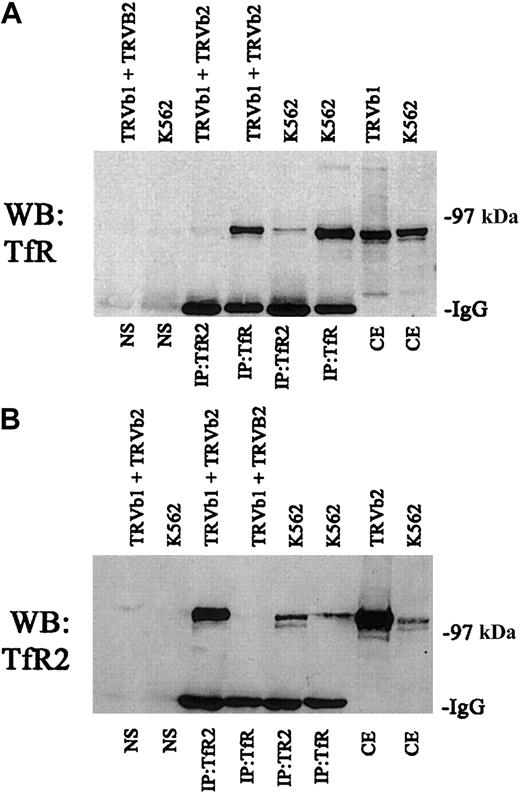 Fig. 3. Specificity of interaction between TfR and TfR2. / A series of control immunoprecipitations for TfR and TfR2 was performed. Fifty micrograms of extracts from K562 cells, TRVb cells transfected with a wild-type TfR plasmid (TRVb1), TRVb cells transfected with a wild-type TfR2 plasmid (TRVb2), and a mixture of TRVb1 and TRVb2 cells were immunoprecipitated using either the TfR mouse monoclonal antibody or the TfR2 mouse monoclonal antibody and S aureus precoated with an affinity-purified rabbit antimouse antibody (Jackson Immunolabs). Immunoprecipitates and 16.7 μg of cell extracts (equivalent to one third of the amount immunoprecipitated) were run on an 8% gel under denaturing and reducing conditions, transferred to nitrocellulose, and immunodetected for TfR or TfR2 (A and B, respectively). The legend above each blot indicates the cell lines in each lane and the legend below each blot indicates the treatment of each cell line and the antibodies used for the immunoprecipitations. NS indicates cell extracts combined only with precoated S aureus; CE, cell extracts only. These results indicate that anti-TfR cannot immunoprecipitate TfR2 by itself and vice versa.