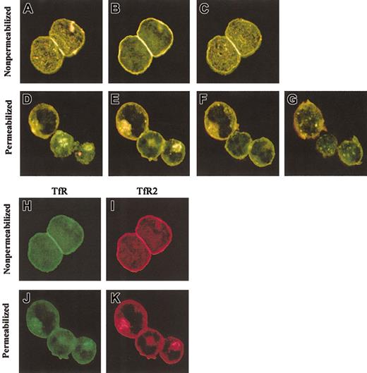 Fig. 4. Colocalization of TfR and TfR2 in K562 cells. / K562 cells were fixed and labeled with mouse anti-TfR2 monoclonal antibody (9F8 1C11) and sheep anti-TfR serum, followed by Alexa 594 antimouse (red) and Alexa 488 antisheep (green). Merged sections of nonpermeabilized cells are shown in panels A to C. Yellow indicates overlapping fluorescence. Sections are 2.0 μm apart. Panels H and I, respectively, show the separate TfR (green) and TfR2 (red) channels of panel B. Merged sections of permeabilized cells (D-G) also indicate colocalization in perinuclear compartments. Sections in panels D to G are 1.5 μm apart; panels J and K are separate TfR (green) and TfR2 (red) channels of image in panel E. Images were captured with a × 60 oil immersion lens as described in “Materials and methods.”