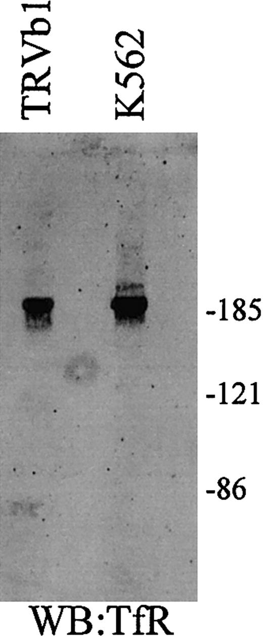 Fig. 6. TfR and TfR2 under nonreducing conditions. / Cell extracts (25 μg) from TfR-transfected TRVb cells (TRVb1) and K562 cells were separated on an 8% acrylamide gel under denaturing but nonreducing conditions, transferred to nitrocellulose, and Western blotted for TfR and TfR2. TfR homodimer is approximately 190 kDa, while the TfR2 homodimer is a doublet of approximately 200 and 210 kDa.