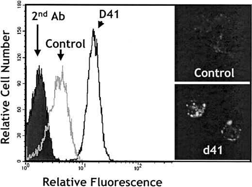 Fig. 7. Appearance of antineutrophil activity in the serum of the LADII patient after L-fucose treatment. / Neutrophils purified from a healthy donor were stained with diluted (1:100) serum obtained from a healthy donor (control) or the LADII patient on day 41 of treatment (D41). Secondary antibody staining was used as control (closed histogram). Insets show immunofluorescence staining of cytospin preparations of neutrophils from the same samples used for fluorescence-activated cell-sorting (FACS) analysis.