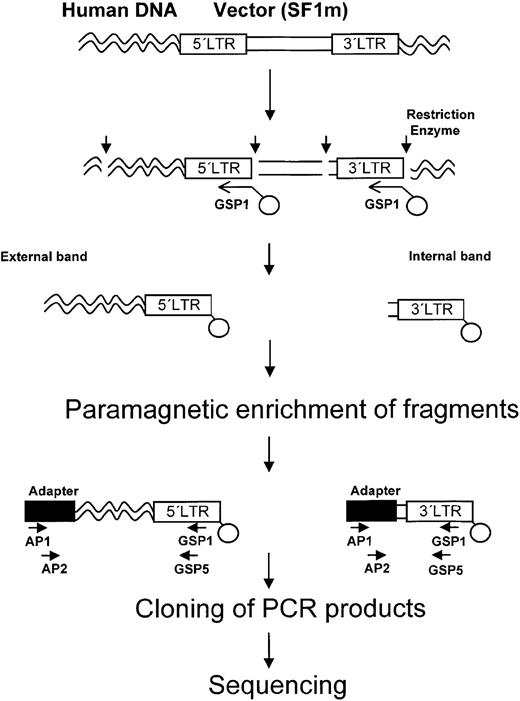 Fig. 1. Ligation-mediated PCR technique. / Human genomic DNA was isolated. A restriction enzyme digest (↓) was performed. Fragments containing LTR-genomic DNA junctions were marked with a biotinylated LTR-specific primer (GSP1-bio) and enriched by streptavidin-coated paramagnetic beads. Other DNA fragments were flushed away. An adapter-oligo-cassette was ligated to flanking DNA. Solid-phase nested PCR was performed (AP1/AP2, adapter-specific primers; GSP1/GSP5, LTR-specific primers). PCR bands were excised after gel electrophoresis and separately cloned, and clones with different insert lengths were sequenced.