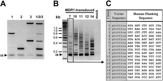 Fig. 2. Retroviral integration patterns were detected by LM-PCR. / (A) Three SF1m-transduced HT1080 cell line clones were analyzed. DNA from each clone was used in separate reactions (1, 2, 3) and mixed together in one reaction (1/2/3). The internal band (IB) originates from the 3′ LTR and is identical for all SF1m vector-transduced cells. (B) Five SF1m-transduced chimeric NOD/SCID mouse BMs analyzed with the optimized LM-PCR protocol. Whole chimeric BM DNA was digested withBsmAI. Nested LM-PCR products were analyzed by agarose gel electrophoresis. Numbers to the left of the blots denote fragment size in kilobases (kb). The control mouse received transplants of untransduced (mock-transduced) human cells. (C) Flanking sequences of clones isolated from mouse E3M7 (no. 7) are given.