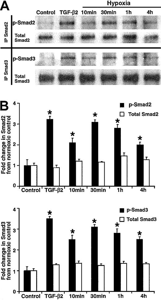Fig. 2. Hypoxia-induced Smad2 and Smad3 phosphorylation in HUVECs. / HUVECs were grown to confluence and were serum starved overnight, followed by exposure to 100 pM TGF-β2 for 30 minutes or to 1% O2 (hypoxia) for 10 minutes, 30 minutes, 1 hour, 2 hours, or 4 hours. As controls, untreated cells were simultaneously analyzed at the same time points (not shown). (A) Lysates were prepared from whole cells and quantified. Half were immunoprecipitated (IP)with goat anti–Smad2 antibody (top panel) and half with goat anti–Smad3 antibody (bottom panel) overnight at 4°C. Immunoprecipitates and molecular weight markers (not shown) were resolved by 10% SDS-polyacrylamide gels. Following electrophoresis and blotting, the membranes were developed by means of rabbit antibodies specific for the phosphorylated form of Smad2 (p-Smad2), total Smad2, phosphoserine (p-Smad3), or total Smad3 followed by chemiluminescence and autoradiography. Chemiluminescent bands were quantified using ImageQuant software. Shown are representative results from 1 of 3 independent experiments. (B) Hypoxia-induced fold increases in Smad phosphorylation or in total Smad protein were calculated by dividing the values for p-Smad2, p-Smad3, Smad2, and Smad3 found in hypoxic HUVECs by their respective normoxic control values. The graph presents mean fold changes (±SD) from 3 independent experiments (*P < .05).