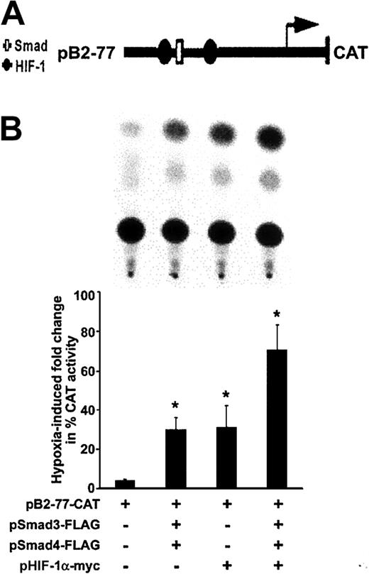 Fig. 4. Effect of hypoxia on transcriptional activity of the TGF-β2 promoter. / (A) Schematic structure of recombinant plasmid construct pB2-77 containing the human TGF-β2 gene promoter between −77 and +63 bp, and that is linked to a CAT reporter gene. The transcriptional start site (arrow) driving the CAT gene and selected protein-binding sites (Smad, HIF-1) are indicated. (B) HUVECs were transfected with pB2-77, and cotransfected with indicated Smad and HIF-1α expression vectors and Rous sarcoma virus (RSV)–β-gal by electroporation. Each transfection was divided into 2 plates and exposed to 20% or 1% O2 for 36 hours. Representative results of 1 of 3 independent CAT assays are shown in the panel on the left. CAT activity was determined in whole-cell extracts, and its level, given as percent acetylation, was normalized to protein and to β-gal activity in each experiment. Results are expressed as fold increases (±SD) in CAT activity in indicated hypoxic conditions compared with that found in their normoxic counterparts for each transfection. Fold changes observed in each experimental group are compared with the hypoxia-induced fold change in HUVECs transfected with the pB2-77-CAT alone (*P < .05).