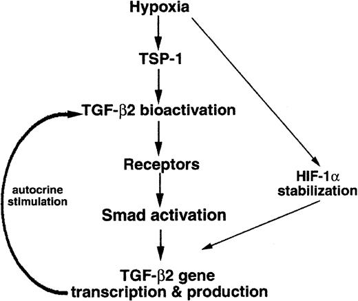 Fig. 7. Schematic drawing of the hypoxia-induced signaling pathway leading to TGF-β2 gene expression.