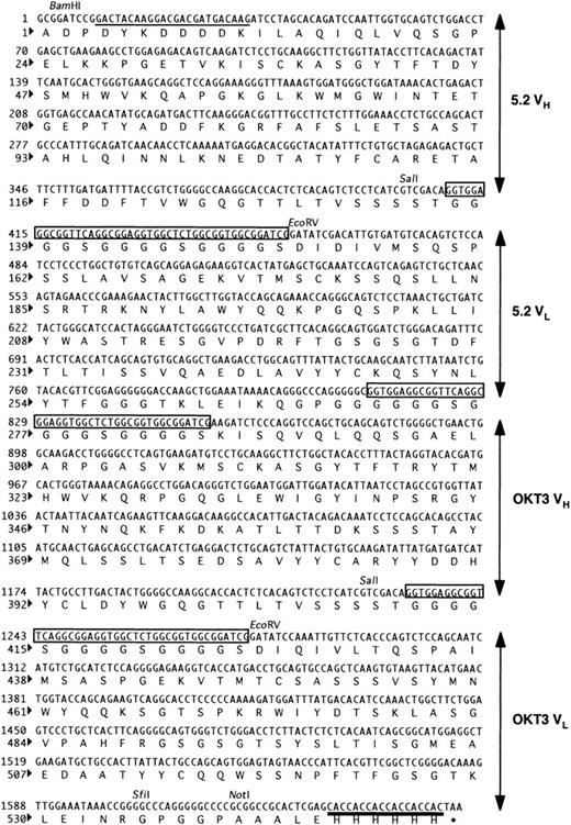 Fig. 1. The nucleotide and deduced amino-acid sequences of 5.2-OKT3 biscFv. / Sequences encoding (Gly4Ser)3 are boxed. The FLAG and His-tag sequences are underlined and bold underlined, respectively.