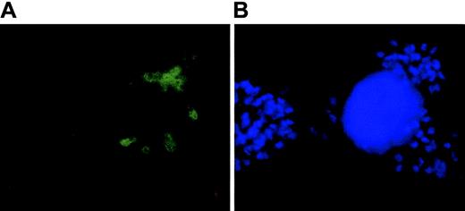 Fig. 4. Bridge formation between CD8+ T cells and merozoites by 5.2-OKT3 biscFv. / Schizont-stage parasites were enriched by treatment with E64 as described in “Materials and methods.” To release merozoites from its parasitophorous vacuole, E64 was removed completely from culture. The parasites were incubated for 3 to 5 hours in the presence of 50 μg/mL 5.2-OKT3 biscFv. When merozoites were detected in the culture, CD8+ T cells were added and incubated for one hour. (A) Bridge formation between CD8+ T cells and merozoites was detected by indirect immunofluorescence staining with FITC-conjugated anti-FLAG M2 mAb. (B) The same image is shown with DAPI staining and photographed through a fluorescence microscope. The nuclei of CD8+ T cells and merozoites were stained in blue. Original magnification, × 1000.