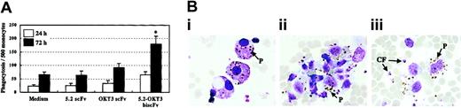 Fig. 6. Phagocytosis rate in the presence of scFvs. / (A) Highly synchronous blood-stage cultures of P falciparumwere cocultured with PBMCs (2 × 105/well) in the presence or absence of scFvs (50 μg/mL) for 24 or 72 hours in a 96-well plate. The rate of phagocytosis was evaluated by counting the number of cells ingesting one or more P falciparummerozoites per 500 monocytes. Results are presented as the means ± SDs of 3 separate experiments performed in triplicate. *P < .05 compared with 5.2 scFv and OKT3 scFv. (B) Also shown are examples of the phagocytosis. Photomicrographs of Giemsa-stained smears of in vitro P falciparum cocultured with PBMCs in the presence of 5.2-OKT3 biscFv. Many clusters of parasites phagocytosed by monocytes were observed when P falciparum was cultured with 5.2-OKT3 biscFv and PBMCs. (i) Monocytes actively phagocytosing parasites. (ii) Agglutinated clusters of merozoite phagocytosis. (iii) Monocytes phagocytosing parasites and crisis forms of parasites. CF indicates crisis form; P, malaria pigment. Original magnification, × 1000.