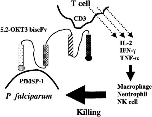 Fig. 7. Schematic representation of proposed mechanism of 5.2-OKT3 biscFv-mediated cellular inhibition of parasite growth.