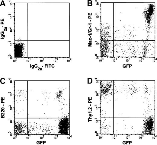 Fig. 1. Multilineage hematopoietic reconstitution by cells derived from a single EGFP+ cell. / Nucleated peripheral blood cells of a recipient mouse were analyzed using flow cytometry 2 months after transplantation. (A) Blood cells from a control Ly-5.1 mouse that did not receive a transplant were stained with isotype-matched immunoglobulin. (B-D) Reconstitution by EGFP+ cells of Gr-1+ and/or Mac-1+cells, B220+ cells, and Thy-1.2+ cells are shown, respectively. The percentages of the engrafting cells in the granulocyte/macrophage, B-cell, and T-cell lineages were 79%, 77%, and 15%, respectively.
