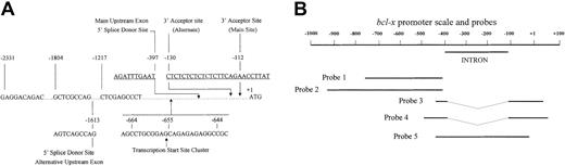 Fig. 1. The mouse bcl-x promoter and illustration of probes used. / (A) Features of the mouse bcl-x gene upstream of the protein coding sequence. The sequences shown are taken from reference 16 and from the GenBank (accession number AF088904). The indicated splice donor and acceptor sites have been previously published1617 and were verified here. The indicated cluster of transcription start sites was determined by us to be the predominant site in erythroid cells and corresponds to one of several sites published by others.1617 Position −1804 is the farthest upstream point of conservation between sequences of the mouse and human genomes in the region of the bcl-x genes (comparison of Genbank sequences AF088904 and AL160175). (B) An illustration of 5 of the most useful probes used in nuclease protection mapping of the transcription start site. Probes 3 and 4 were generated by RT-PCR and thus lack the intron sequence, −396 to −112.