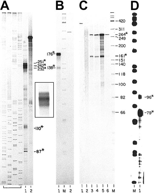 Fig. 2. S1 nuclease protection analyses of the mousebcl-x transcription start sites. / (A) Labeled, single-stranded (ss) DNA probe was the noncoding strand of the region shown in Figure 1B as Probe 1 (−754 through −412). The probe was hybridized to total RNA from mouse erythroblasts (FVA cells) that had been cultured for 36 hours with EPO. Lane 1: the DNA fragments that were protected from S1 nuclease. Lane 2: purified probe, not subjected to digestion (about 7000 cpm). Products of a set of sequencing reactions for a portion of the human coagulation Factor XI gene of known sequence are shown as precise size markers in the first 4 lanes (not numbered). The inset photograph to the right of lane 2 shows the triplet bands of lane 1 at higher resolution. (B) Labeled, ssDNA probe was from the clone shown in Figure 1B as Probe 3 (−433 through +26 lacking the intron). The full length of the bcl-xsequence in Probe 3 is 176 bp. Lane 1: probe hybridized with erythroblast cell RNA (36 hours of culture) and digested with S1 nuclease. Lane M: 5′ end–labeled ΦX174 HinfI fragments. Lane 2: undigested probe (1000 cpm). (C) Labeled, ssDNA probe represented the sequence shown in Figure 1B as Probe 4 (−498 through +49 lacking the intron). Sequence in Probe 4 complementary tobcl-x mRNA is 264 bp. Analyses as for (A) and (B) using S1 nuclease. Lane 1: undigested probe (1000 cpm). Lane 2: probe hybridized with yeast RNA. Lanes 3-6: probe hybridized with total RNAs from thymus, brain, mouse erythroblasts (FVA cells), mouse fetal liver (day 15 gestation). Lane M: as described previously. (D) Labeled, ssDNA was from the clone shown in Figure 1B as Probe 5 (−431 through −34 including the intron). Probe 5 contains 397 bp of sequence of the gene. Lane M: as described in the legend to panel B. Lane 1: probe hybridized to erythroblast RNA (36 hours of culture) and digested with S1 nuclease. Numbers with asterisks are fragments protected from nucleases. Numbers without asterisks are sizes of ΦX174 marker fragments.