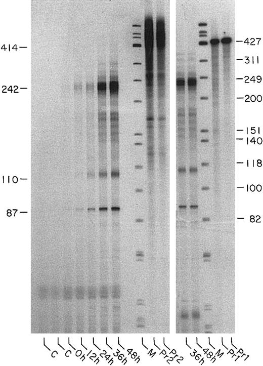 Fig. 3. Quantification of transcripts initiated at the main start site during erythroblast differentiation. / Left panel: probe for RNase protection analysis was labeled RNA of complementary sequence to bcl-x mRNA from −930 through −412 (Probe 2, Figure 1B). Lanes labeled C contain samples of probe hybridized with yeast RNA and digested with RNase A and T1. Lanes labeled 0 hours to 48 hours indicate that the RNA used for hybridization was from mouse erythroblast cells cultured for the indicated period in the presence of EPO. Samples were digested with RNases. Lane M is marker, as described in the legend to Figure 2B. Lanes Pr2 contain undigested probe 2 samples (10 000 cpm). Right panel: probe for RNase protection analysis was labeled RNA complementary to bcl-x mRNA sequence from −754 through −412 (Probe 1, Figure 1B). Probe was hybridized with total RNA from mouse erythroblasts cultured for 36 hours and 48 hours in the presence of EPO. Hybridized samples were treated with RNase A and T1. Lane M is ΦX174 marker. Lanes Pr1 contain undigested probe 1.