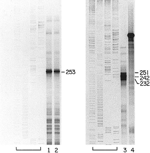 Fig. 4. Major transcription start site for bcl-x in human erythroblasts. / Left panel: labeled, ssDNA consisting of the noncoding strand of the sequence from −858 through −389 of the human bcl-xsequence (GenBank accession number AL160175) was hybridized to 25 μg total RNA from human erythroblasts derived by 10 days of culture of partially purified erythroid progenitors.22 Lanes 1 and 2 are duplicates showing the major protected fragments after S1 nuclease digestion. Full-length probe (not shown) was 519 nucleotides long. The leftmost lanes of the panel contain labeled sequencing reactions from a portion of the human coagulation Factor XI gene, as in Figure 2A. Right panel is a reproduction of Figure 2A.