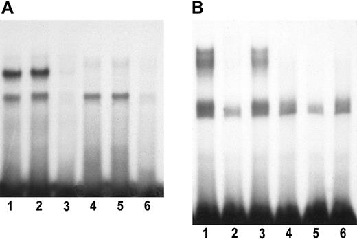Fig. 8. Binding of nuclear proteins to the upstream element. / (A) The end-labeled, double-stranded oligonucleotide had a sense strand sequence 5′-GCTCGCCAGGGGTCGCTGCTCTCCCATG-3′, which includes the most upstream 24 bp of the upstream element (Figure 7A). Lanes 1-3 and lanes 4-6 represent complexes formed by extracts from mouse splenic erythroblasts (FVA cells) cultured for 0 hours (freshly isolated cells) or 24 hours, respectively. Lanes 1 and 4, no unlabeled competitor oligonucleotide; lanes 2 and 5, a 100-fold excess of a heterologous competitor oligonucleotide bearing a binding sequence for the transcription factor TAL1 (5′-CTCCCAGCAGCTGGCCTAGGAGATAGCAGCAG-3′); lanes 3 and 6, a 100-fold excess of unlabeled homologous competitor. (B) The end-labeled, double-stranded oligonucleotide had a sense strand sequence 5′-GTCCCTTTCTGGCGCGCACTCCTTTTGC-3′, which includes the sequence of the upstream element deleted in mutant 6 depicted in Figure 7A-B. Lanes 1-3 represent complexes formed with nuclear extracts of 0-hour splenic erythroblasts (FVA cells), and lanes 4-6 represent complexes formed with extracts from FVA cells cultured for 24 hours. Lanes 1 and 4, no unlabeled competitor oligonucleotide; lanes 2 and 5, a 100-fold excess of unlabeled homologous competitor oligonucleotide; lanes 3 and 6, a 100-fold excess of unlabeled heterologous competitor (TAL1 binding sequence as in Figure 8A).
