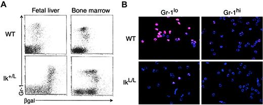 Fig. 1. Ikaros expression in WT and IkL/L neutrophils. / (A) Ikaros promoter activity was measured in heterozygous Ik+/L 16.5 dpc FL and adult BM cells using the Gr-1 marker to stain for granulocyte lineage cells and the substrate FDG to measure βgal activity. Note that all Ik+/L BM Gr-1locells express high levels of βgal, whereas Gr-1hi cells express βgal at lower levels. (B) Immunofluorescence detection of Ikaros proteins (red) and cell nuclei (Hoechst staining in blue) in WT and homozygous IkL/L Gr-1lo and Gr-1hi BM cells (see Figure 5A for sorting gates). One representative experiment is shown. Original magnification, × 400.