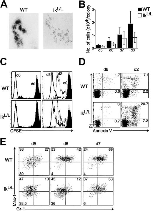 Fig. 4. Phenotypic analysis of G-CSF/SCF-dependent colonies. / WT and IkL/L BM cells were cultured in methylcellulose medium supplemented with G-CSF plus SCF. (A) Representative colonies (day 7) for each genotype. Original magnification, × 80. 6 independent experiments were performed. (B) BM cells were cultured as above for the indicated number of days. At each time point, the number of cells per colony was counted for the 10 largest colonies in each plate; bars represent the means ± SDs. (C) Similar proliferation kinetics between WT and IkL/L cells, as revealed by decrease of the CFSE label. Left: CFSE profile of BM cells at day 0 of culture (black histograms), and of representative WT and IkL/L colonies after 6 days of culture (white histograms). For each genotype, 6 colonies were analyzed, all of which showed similar CFSE levels. Right: Lin− BM cells were sorted, labeled with CFSE, and 105 cells were put in culture. Cells from entire plates were harvested after 1 to 3 days of culture and their CFSE levels analyzed. Days of harvest are indicated next to specific histograms. (D) Analysis of apoptosis by Annexin V/propidium iodide staining. Left: isolated colonies at day 6; 6 colonies were analyzed for each genotype and displayed similar phenotypes (with the exception of a single WT colony that had approximately 10% annexinV-positive cells, not shown). Right: 105 sorted Lin− cells were put in culture; cells from entire plates were harvested after 2 days and analyzed. (E) For each genotype, 10 colonies were pooled and analyzed for Gr-1 and Mac-1 expression after 5, 6, and 7 days of culture. Numbers indicate the percentage of cells in each quadrant.