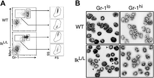 Fig. 5. Gr-1 expression is reduced in IkL/Lneutrophils. / (A) Representative Mac-1/Gr-1 profiles of WT and IkL/L BM cells. Neutrophil lineage cells were gated into Gr-1lo and Gr-1hi cells. The graphs on the right show forward- and side-scatter profiles of the cells of each gate. IkL/LGr-1lo cells exhibit higher granular content than WT Gr-1lo cells. (B) Morphology of Gr-1lo and Gr-1hi cells purified according to the Gr-1 gates in panel A. Cells were cytospun and subjected to May-Grünwald/Giemsa staining. Arrows indicate cells displaying the doughnut-shaped nuclei characteristic of mature neutrophils.