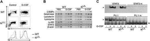 Fig. 6. Analysis of BM neutrophils from mice injected with G-CSF. / (A) Phenotypic analysis of BM cells from WT and IkL/Lmice injected over 5 days with G-CSF or PBS (control). Cells were analyzed 2 hours after the last injection for their expression of Mac-1 and Gr-1 (top). Line graphs compare the intensity of the Gr-1 staining between WT and IkL/L cells for each condition. (B) Semiquantitative RT-PCR of transcripts encoding transcription factors (C/EBPε and STAT3), secondary granule markers (gelatinase, lactoferrin, and lysozyme), and Ly-6G in WT and IkL/L BM cells. Each panel represents ethidium bromide-stained products from PCR reactions corresponding to increasing numbers of cycles. The numbers of PCR cycles were 24, 27, 30 (C/EBPε, gelatinase, lysozyme, Ly-6G, STAT3); 27, 30, 33 (lactoferrin); and 18, 21, 24 (β-actin). (C) G-CSF induction of STAT3 binding. Electrophoretic mobility shift assay performed with 3 μg of nuclear extracts from BM cells derived from mice injected or not with G-CSF. Binding was performed using probes corresponding to WT or mutated (right lanes) STAT3- or PU.1-binding sites. The asterisk indicates a nonspecific band binding the mutated PU.1 site.