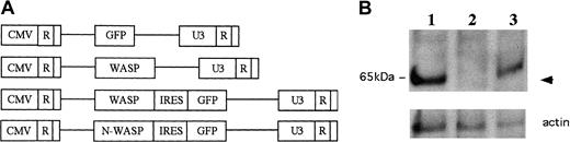 Fig. 1. WASP is expressed in mature T cells from RAG-2 recipients of transplanted retrovirally transduced WKO-HSCs. / (A) Schemes of retroviral constructs used in this study. (B) Western analysis of T cells from RAG-2 recipients of transplanted (1) WT HSCs transduced with CMMP-GFP; (2) WKO HSCs transduced with CMMP-GFP; (3) WKO HSCs transduced with CMMP-WASP. WASP is expressed (arrow) in T cells in RAG-2 recipient mice that received transplants of either WT HSCs or WASP HSCs transduced with CMMP-WASP, but not CMMP-GFP. The lower panel depicts loading controls (actin staining).