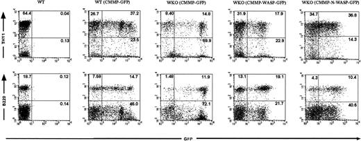 Fig. 2. Transduced HSCs give rise to a high frequency of mature T and B cells in bone marrow chimeras. / FACS analyses were performed on splenocytes from RAG-2 KO recipients that received transplants of either WT or WKO HSCs transduced with the indicated retroviruses (presorted for GFP expression prior to transplantation). GFP expression confirms that the lymphocytes arose from the transplanted HSCs. Upper and lower panels reveal the percentage of transduced T cells (Thy1+ GFP+) and B cells (B220+GFP+), respectively. Splenocytes from a naive WT mouse served as a control.