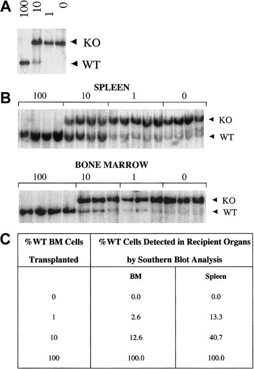 Fig. 5. WT cells have a selective advantage over WKO cells in spleen but not in bone marrow. / (A) Southern blot analysis of DNA from mixtures of WT and WKO BMCs (100% WT, 10% WT, 1% WT, 0% WT) used as donor cells in competitive repopulation analyses. (B) Representative Southern blot analyses of bone marrow and splenic tissue DNA from recipient mice 4 months after transplantation. Each lane represents a single recipient mouse for the mixtures indicated above the blot (4-5 animals/group). WT and WKO bands (5.5 and 7.5 kb, respectively) of XbaI digested DNA are noted. (C) Densitometric quantification of Southern blots of DNA from donor cell mixtures and DNA from bone marrow and spleens of transplant recipients. WT spleen cells in recipients of 10% and 1% mixtures have a selective advantage compared with WKO cells (4- and 13-fold, respectively). Two-tailed Student t test revealed P < .0001 and P = .00067 for comparison of recipient versus donor cell population of 10% and 1% mixtures, respectively, for spleen, and P = .3 andP = .07 for comparison of recipient versus donor cell population of 10% and 1% mixtures, respectively, for BM.