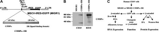 Fig. 1. Expression of C/EBPα-ER in primary human CD34+ cells. / (A) The retroviral vector MIGR1 is shown schematically. The rat C/EBPα cDNA fused in-frame with the ligand-binding domain of the estrogen receptor (C/EBPα-ER) was cloned into the EcoRI restriction site of MIGR1. (B) Western blot analysis of human CD34+ cells transduced with MIGR1 or MIGR1 C/EBPα-ER using an α-C/EBPα antibody (lanes 1-2). Expression of C/EBPα-ER in the producer cell line RD18 was used as a positive control (lane 3). (Note that the 45-kDa band shown in lanes 2 and 3 is not present in lane 1 and likely represents a degradation product of the ER fusion protein.) (C) The experimental design to evaluate the effects of C/EBPα on human hematopoietic progenitor cell behavior and to identify C/EBPα target genes is shown schematically (IFA indicates immunofluorescence assay).