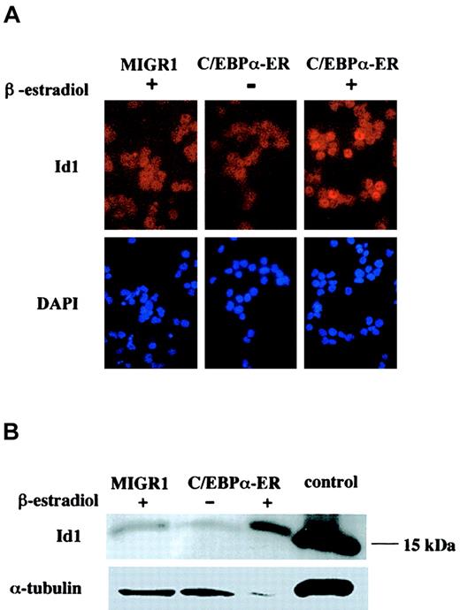 Fig. 3. Id1 protein levels are increased after expression of active C/EBPα. / (A) Human CD34+ cells transduced with MIGR1 or MIGR1 C/EBPα-ER, were sorted for the expression of GFP and treated with β-estradiol (+) or ethanol (−) for 16 hours. Immunofluorescence was performed using an α-Id1 antibody and counter stained with DAPI to identify the nucleus (original magnification, × 600). (B) Cells sorted for GFP expression and treated for 16 hours with β-estradiol or ethanol were analyzed for expression of Id1 protein by Western blot analysis using an α-Id1 antibody. The control lane contains cell lysate from 3T3 cells. The level of α-tubulin expression is indicated, to control for equal protein loading.
